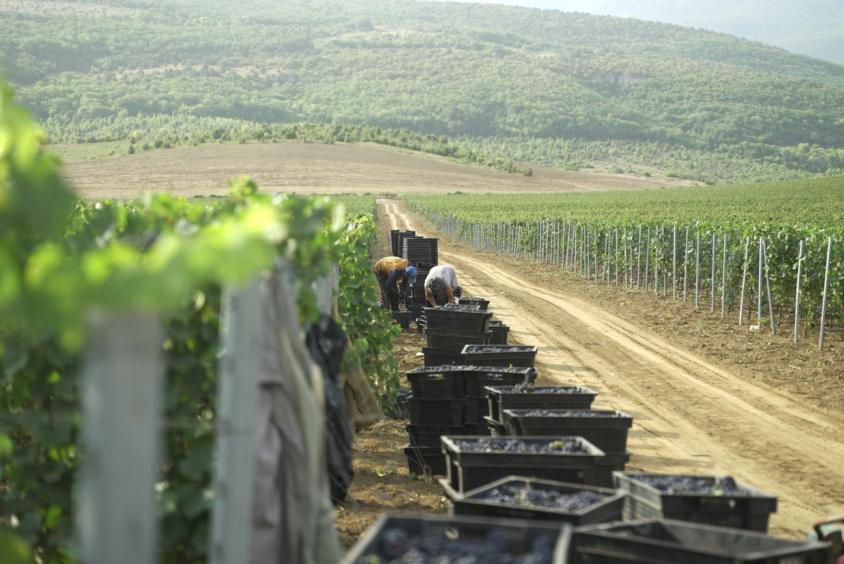 AYA Organic Wine & Vineyards. Крым, Севастополь.